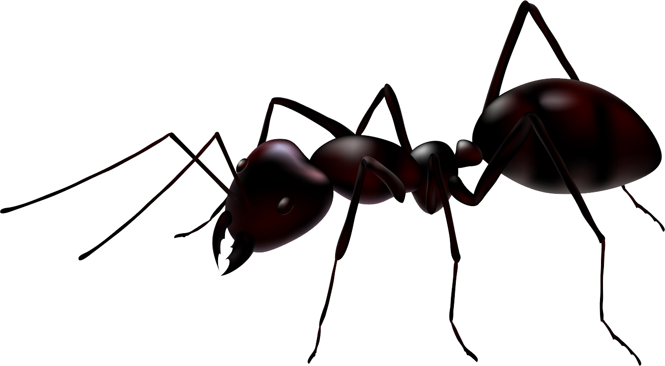 ant png images for download crazypngm crazy png images download #28889