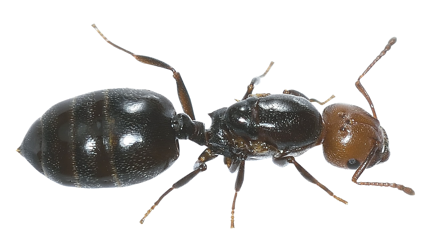 ant png transparent image pngpix #28868