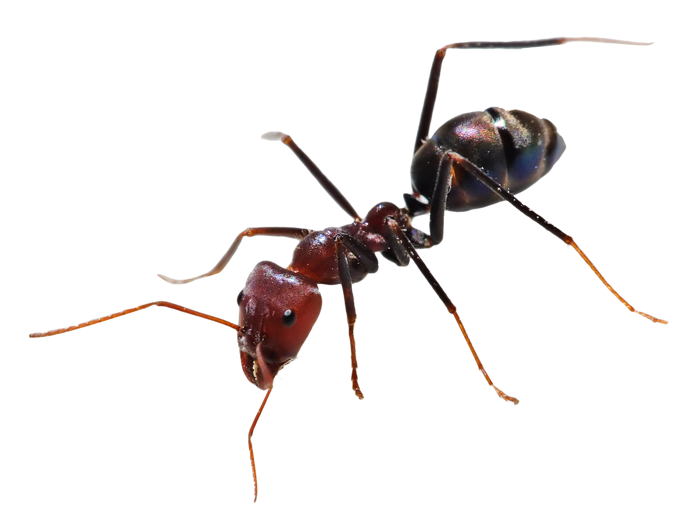 ant png transparent image pngpix #28882