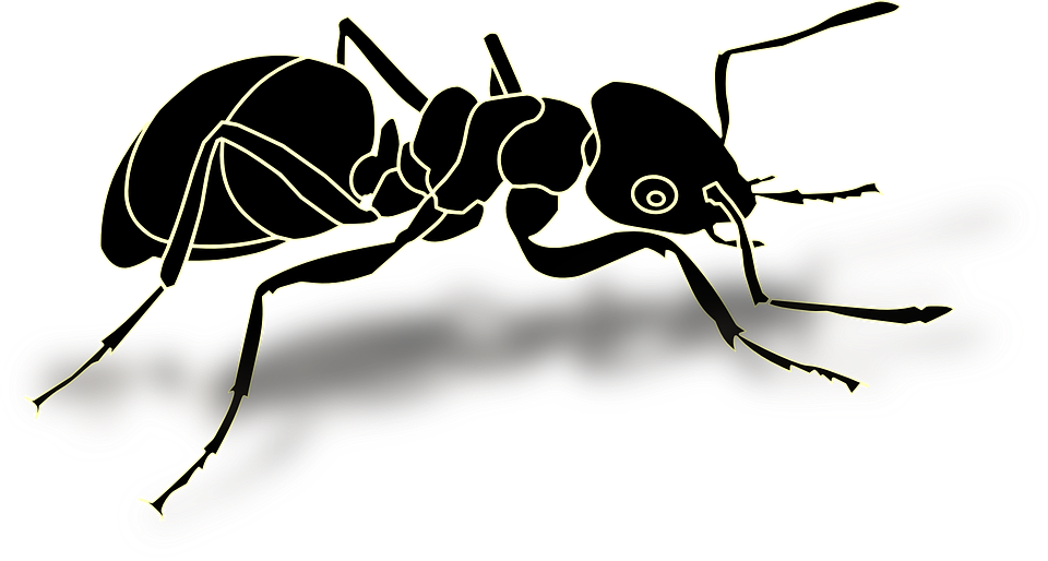 vector graphic ant insect hardworking busy image pixabay #28946