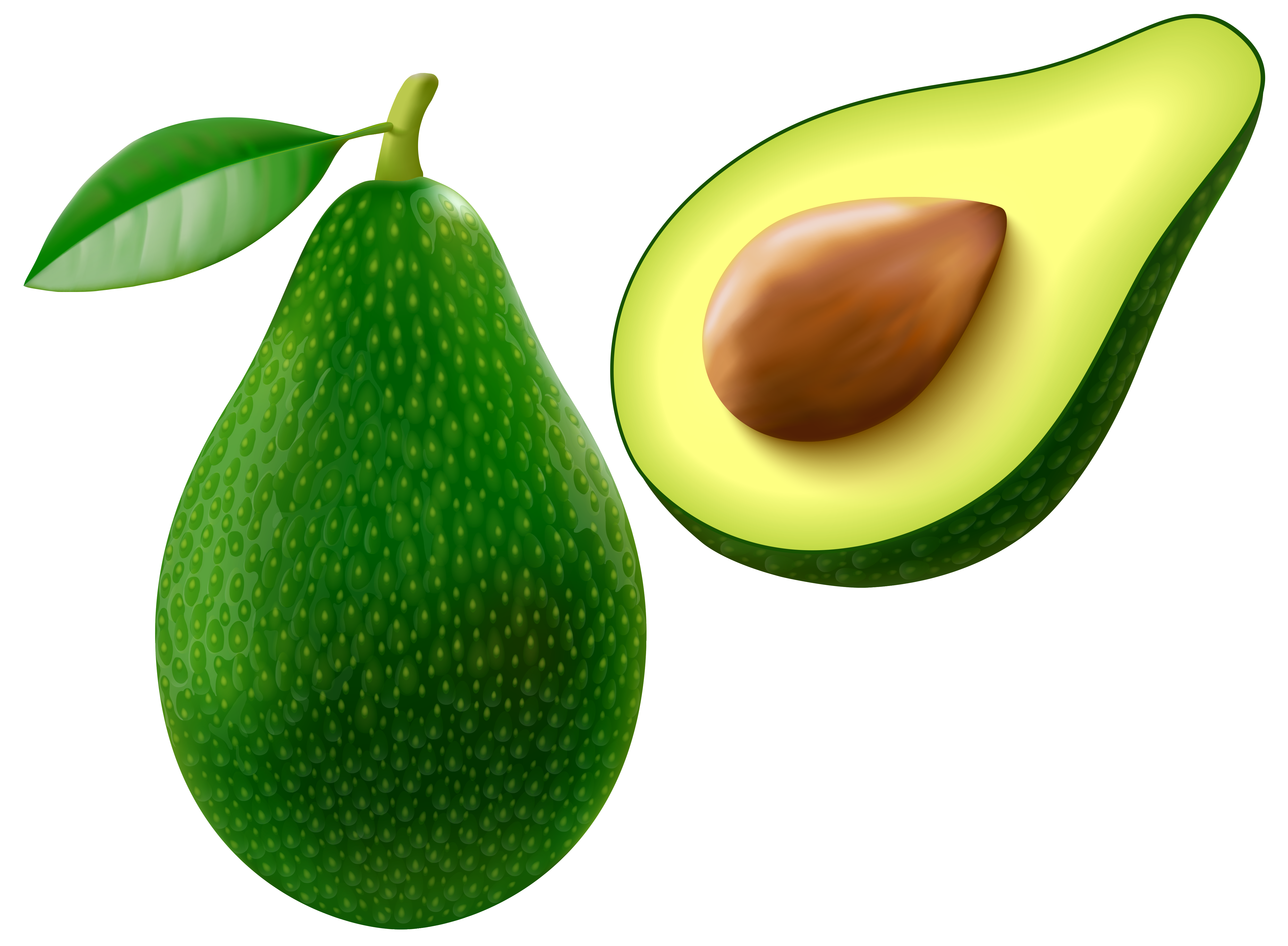 avocado cliparts download clip art clip #23674