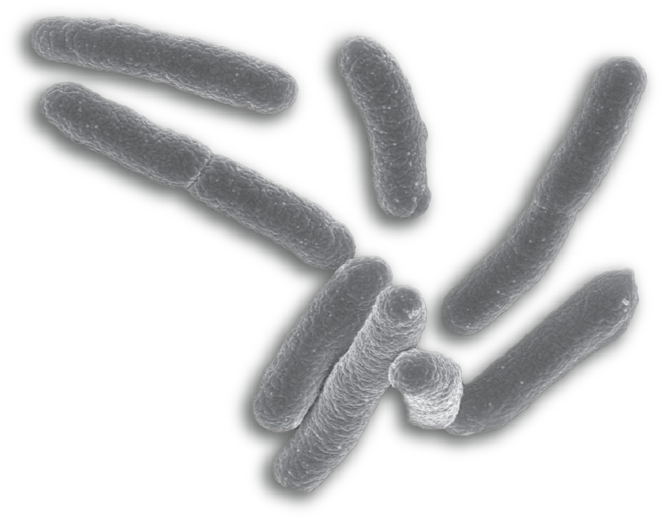 bacteria evo the evolution citrate use coli #36759
