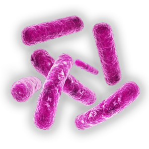 what legionella bacteria and why dangerous #36745