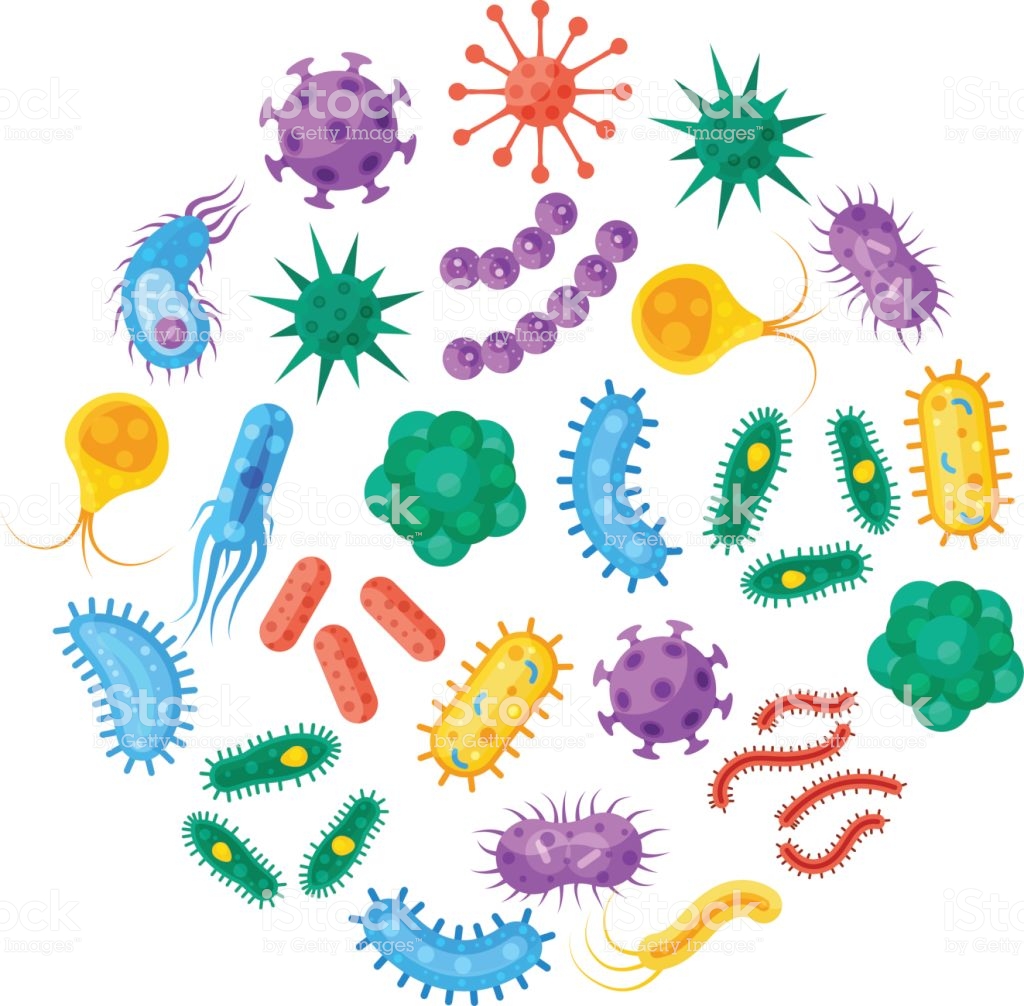 bacteria best antibiotic resistance illustrations royalty #37260