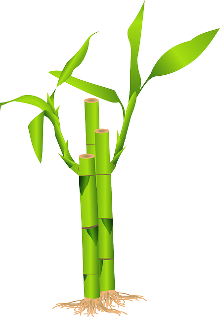 bamboo grass japan vector graphic pixabay #18277