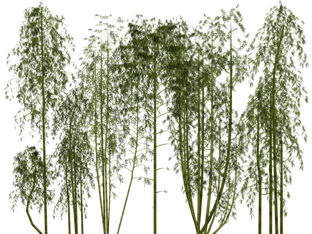 bamboo plant wellness digital image pixabay #18276