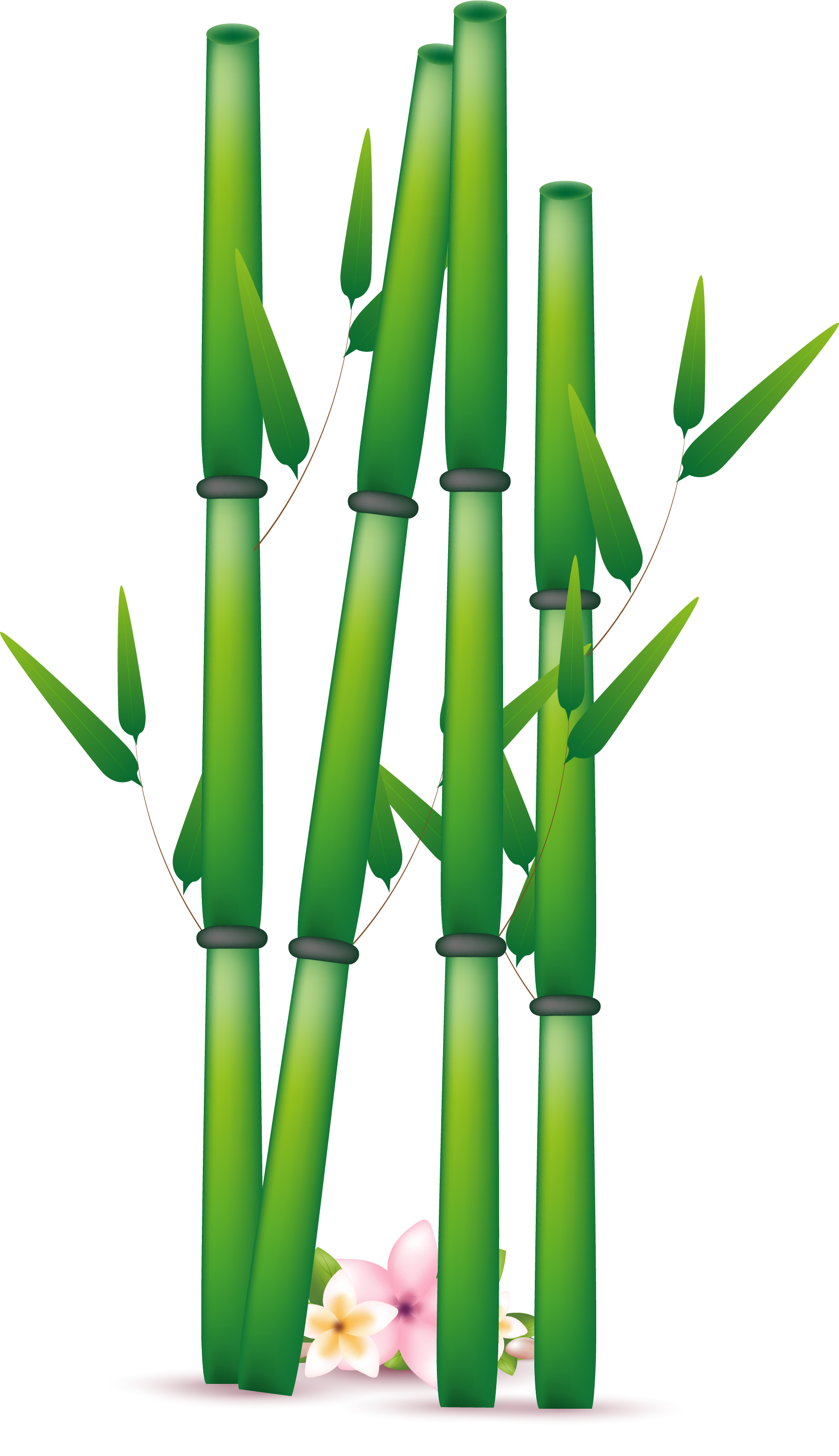 Bamboo PNG Tree, Bamboo Plant, Exotic Bamboo Transparent Download