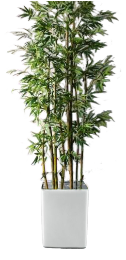 bamboo, rent plant large plants green world builders inc #18322