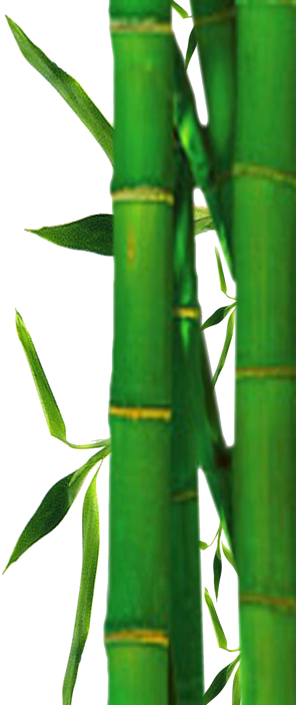 bamboo tree png clipart best #18290