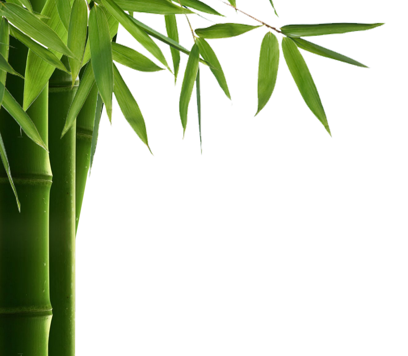 Bamboo PNG Tree, Bamboo Plant, Exotic Bamboo Transparent Download