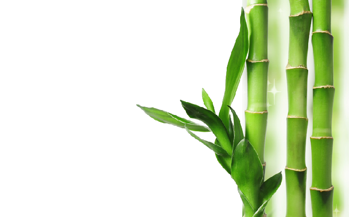 download bamboo transparent background png image #18279