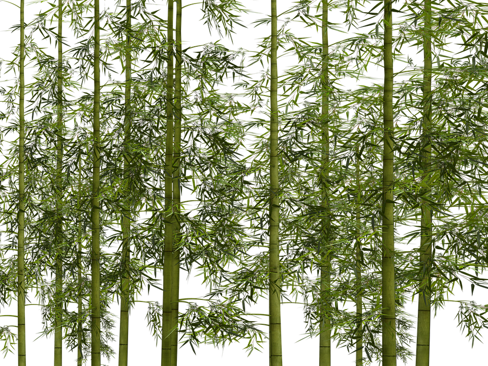illustration bamboo plant wellness image #18333