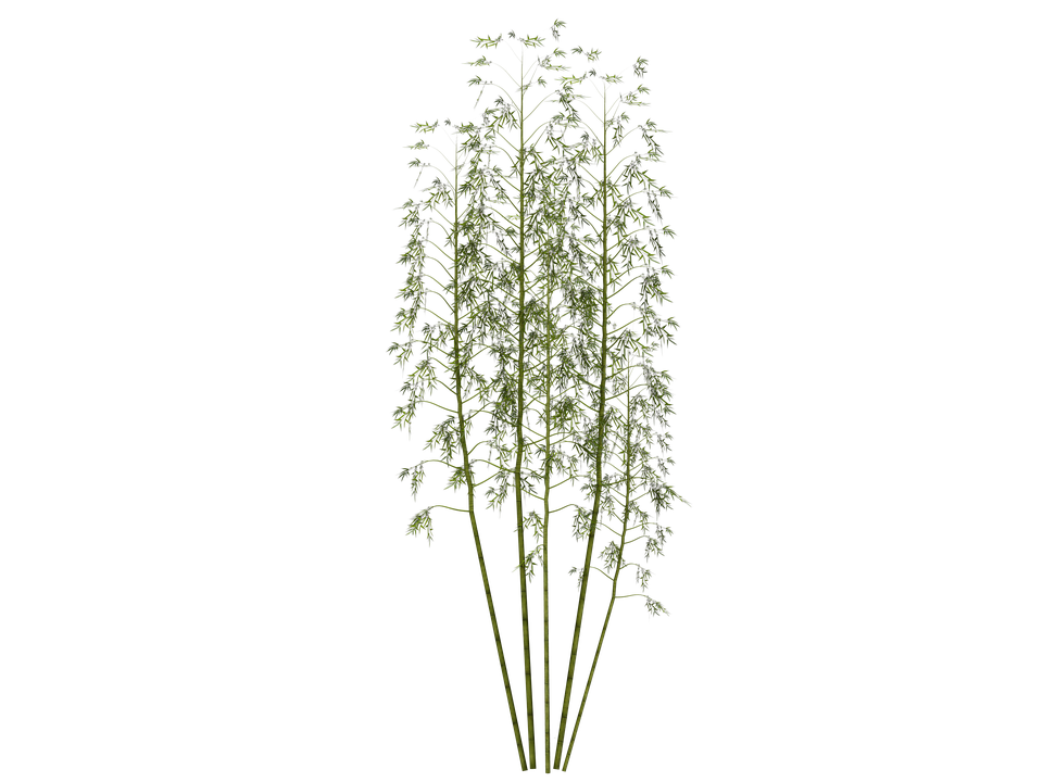 illustration bamboo plant wellness image #18350