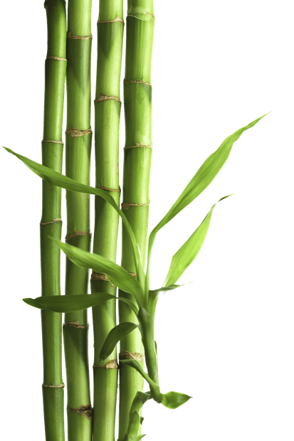 png images bamboo download icons and #18313