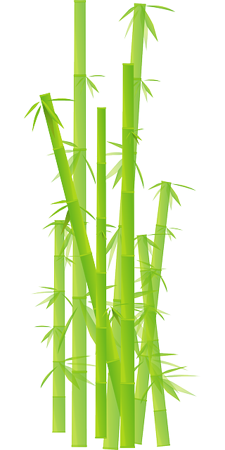 vector graphic bamboo grass jungle leave plant #18280