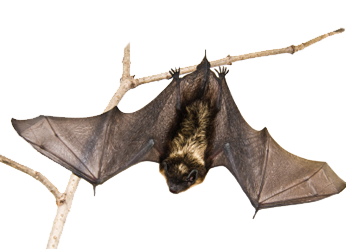 Bat