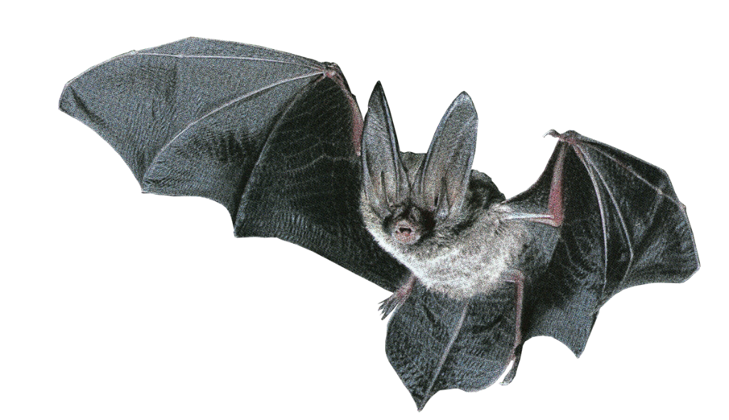 bat, forgetmenot animals bats #20469