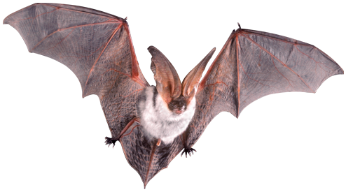 bat png transparent images png only #20415