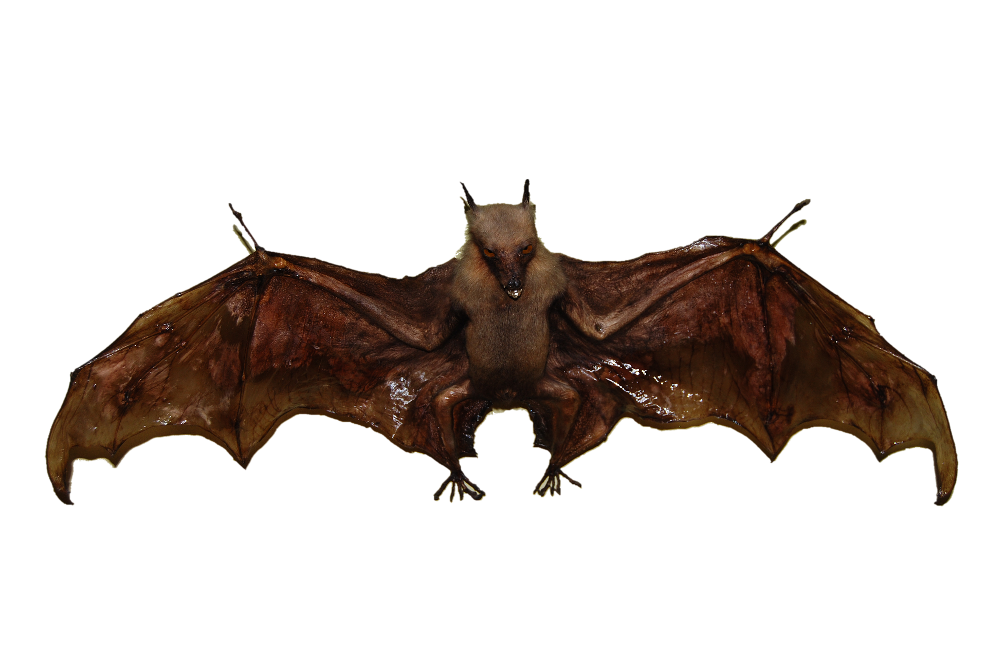 bat removal experts service high satisfaction ratings #20481