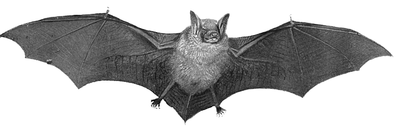 halloween bat transparent #20456