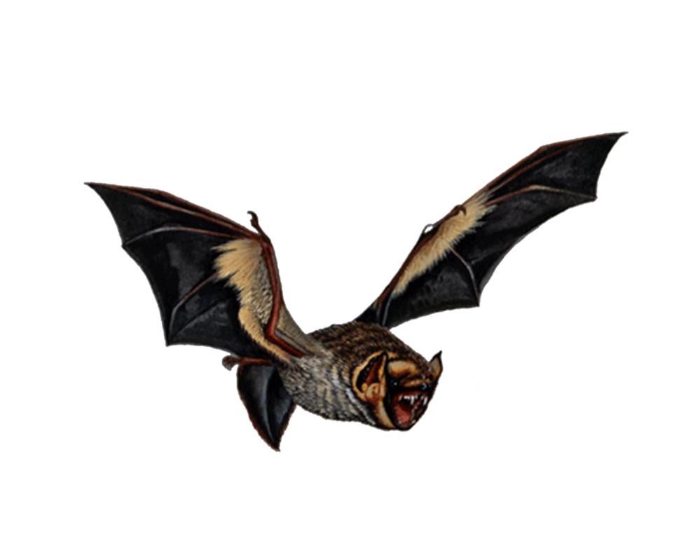 png bat moonglowlilly deviantart #20462