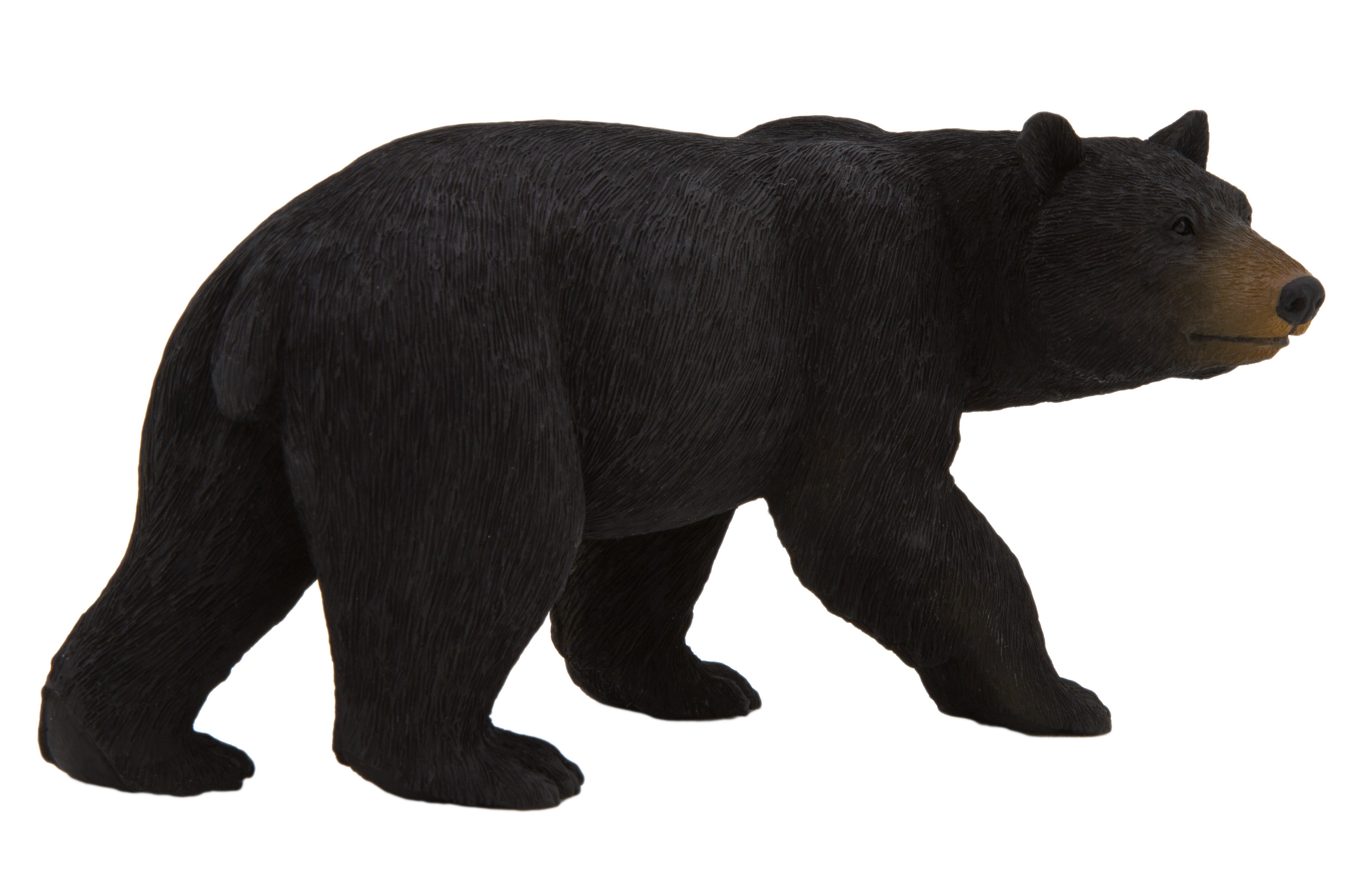 animal planet american black bear elephanta elephanta #21639