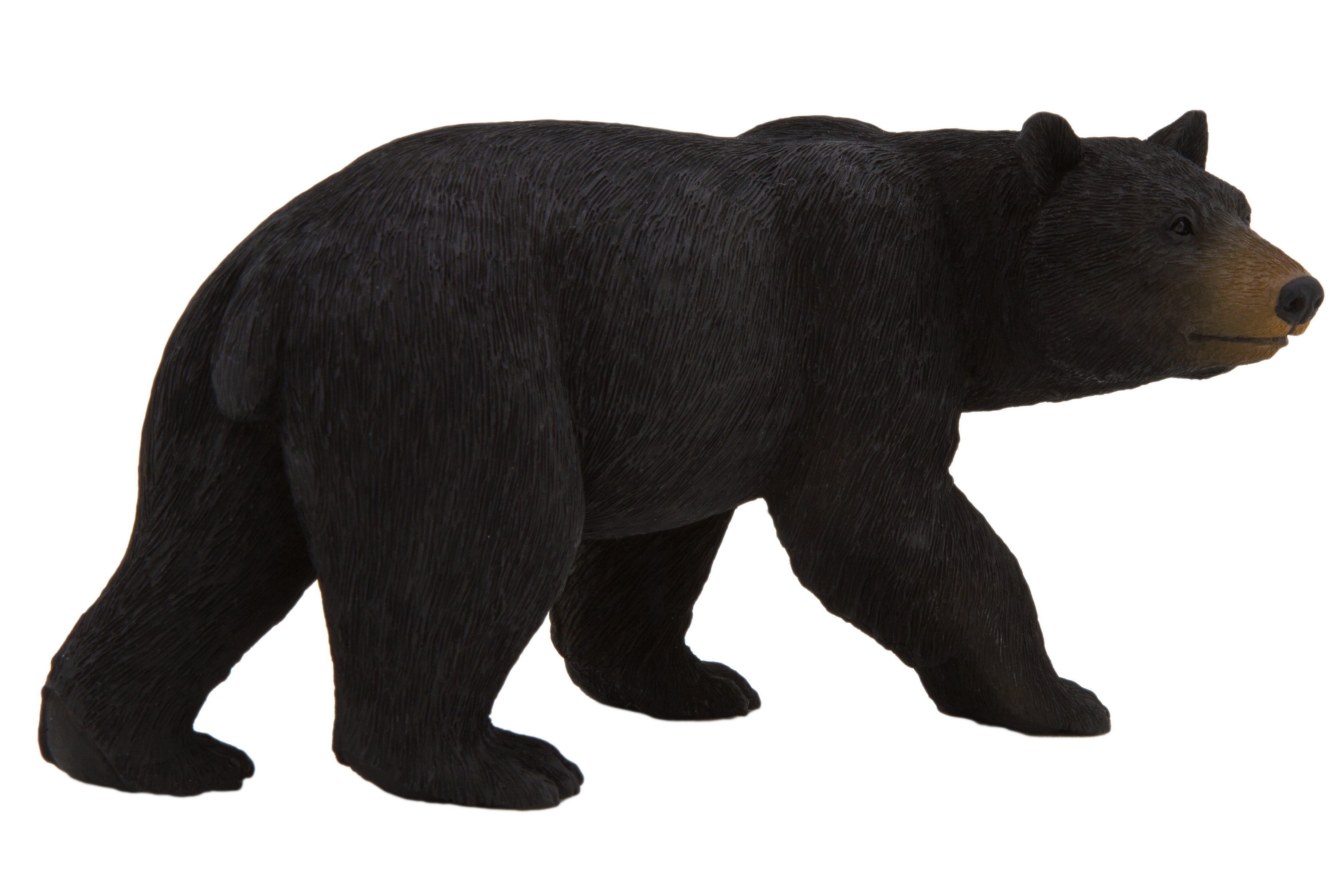 Bear Transparent Background, Cute Bear PNG, Black, Teddy, Polar Bear Images