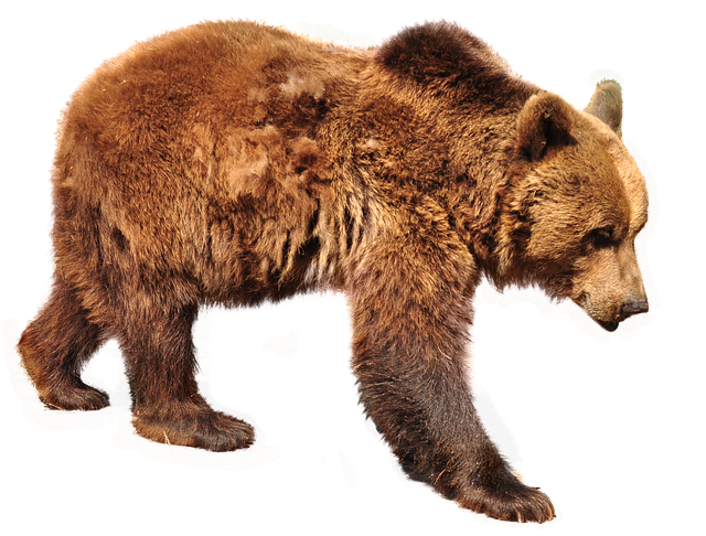 bear brown isolated photo pixabay #21634