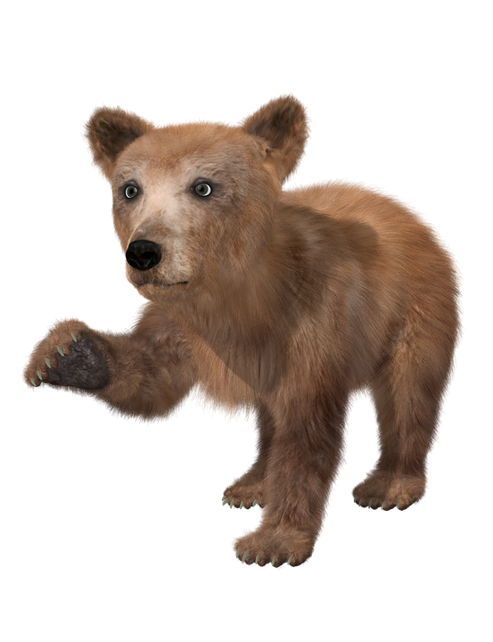 bear brown young image pixabay #21712