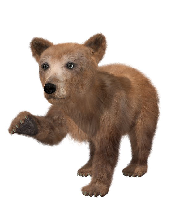 bear PNG transparent image download, size: 400x321px