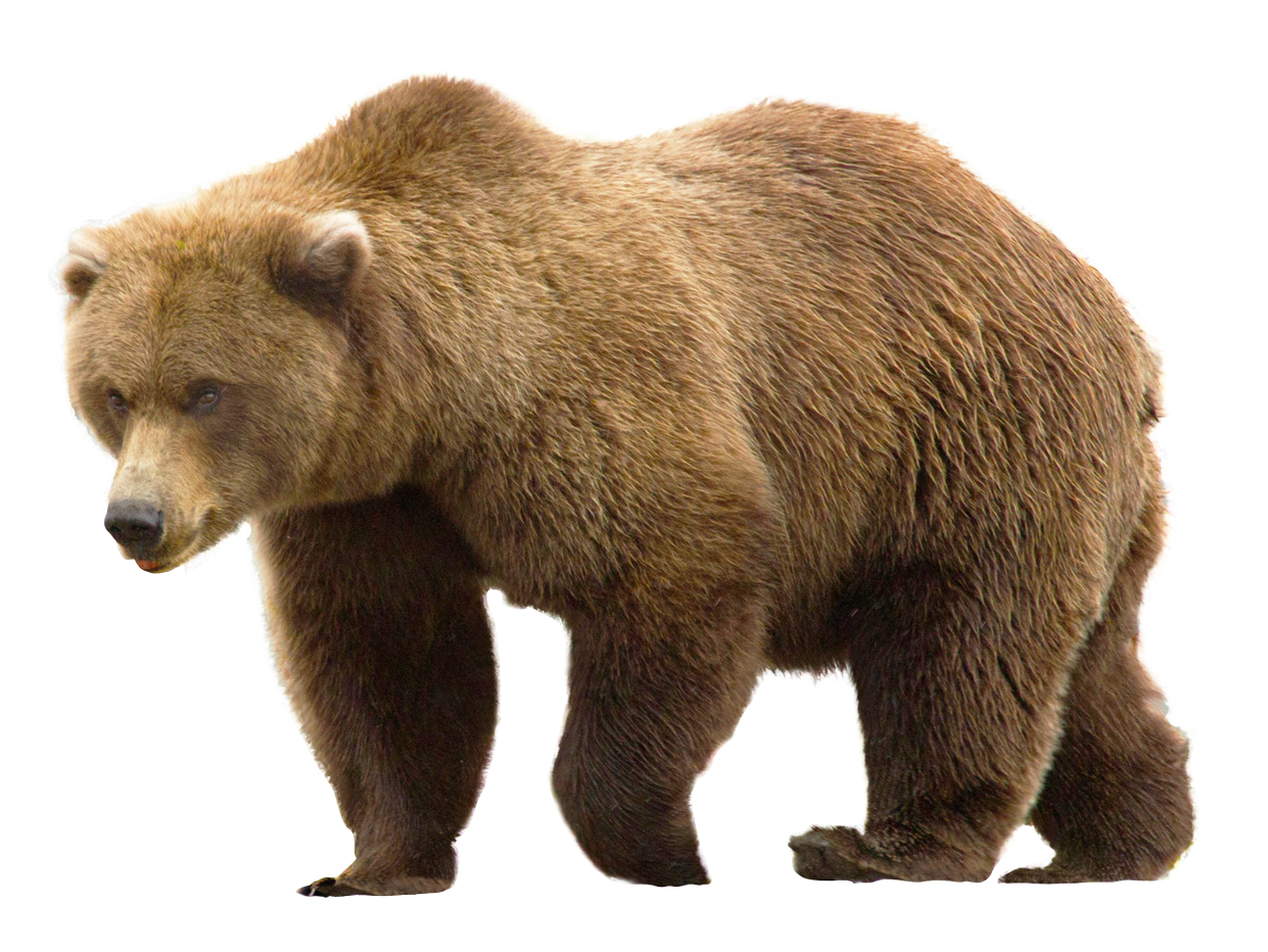 Bear Transparent Background, Cute Bear PNG, Black, Teddy, Polar Bear Images  - Free Transparent PNG Logos