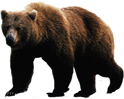 bear png image web icons png #21633