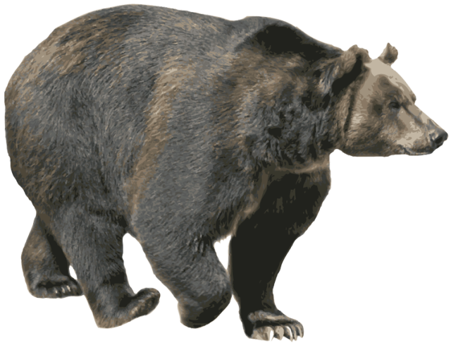 bear PNG transparent image download, size: 600x482px