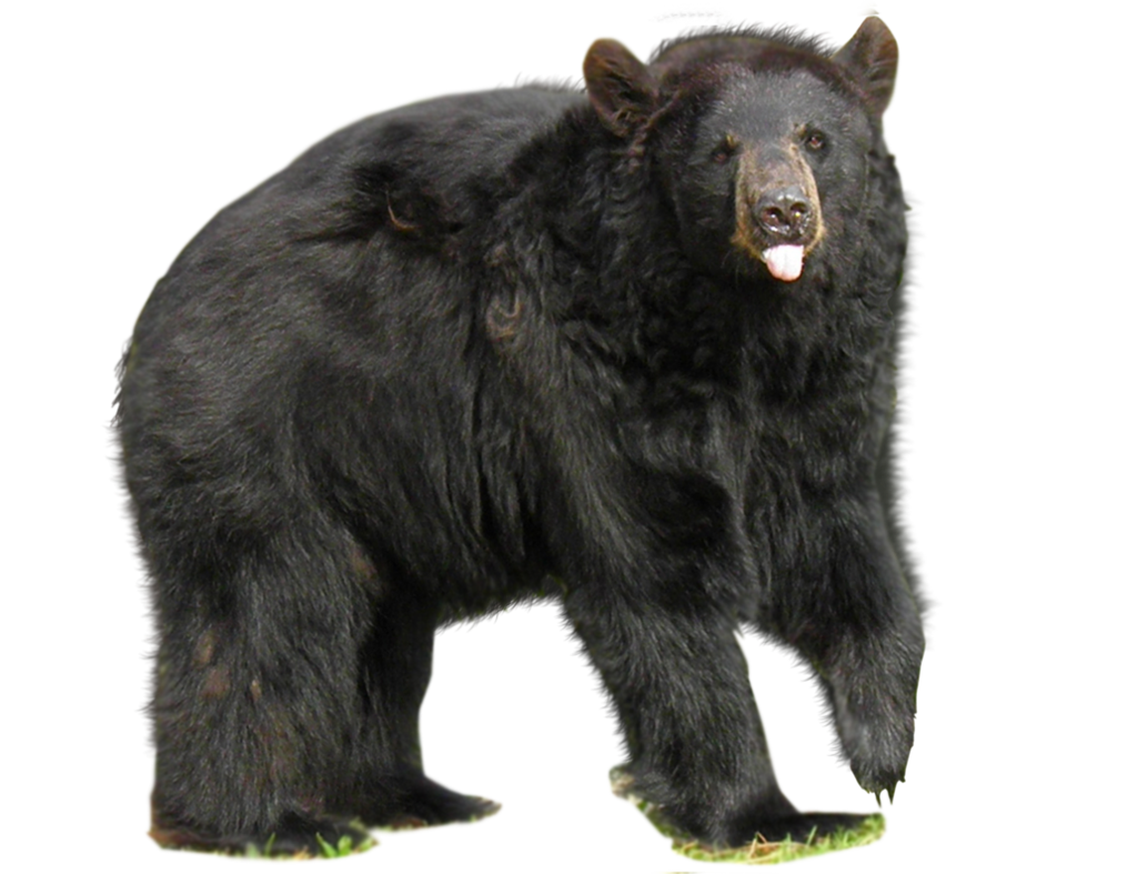 Bears transparent PNG images - StickPNG