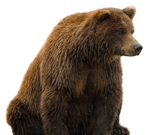 bear png transparent image pngpix #21564