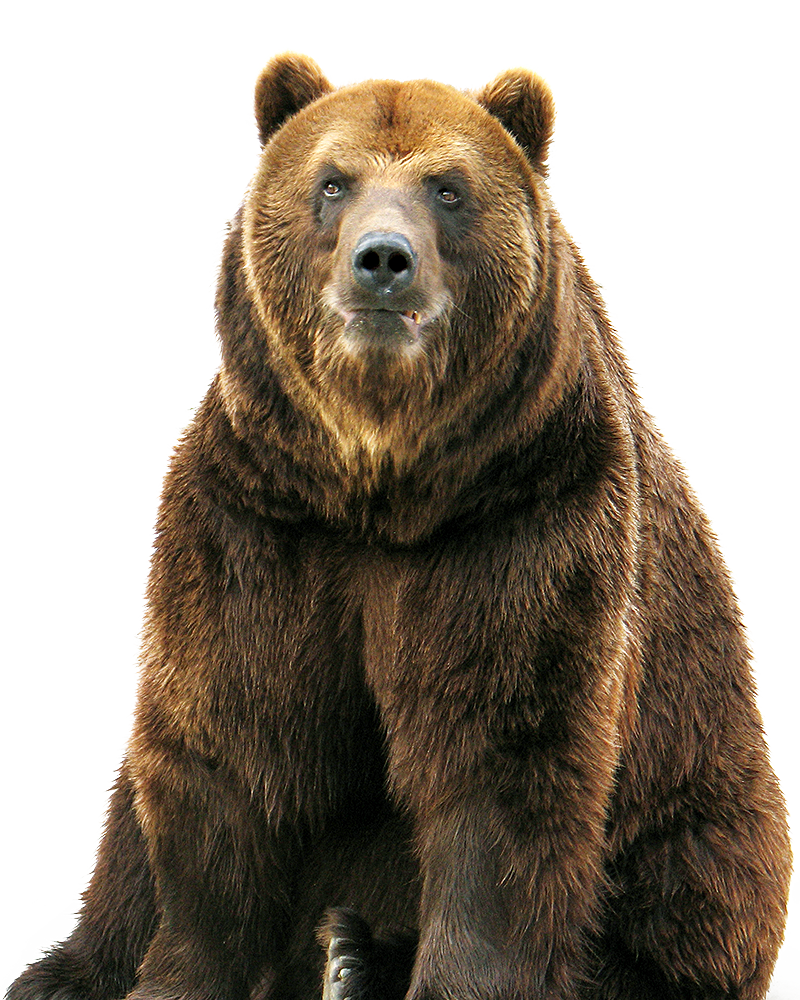 bear PNG transparent image download, size: 620x752px