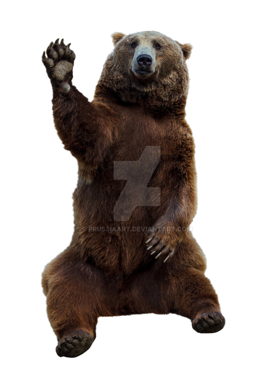 brown bear transparent background prussiaart #21636