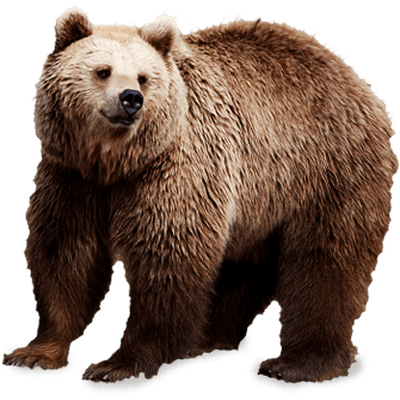 brown bear transparent png stickpng #21566