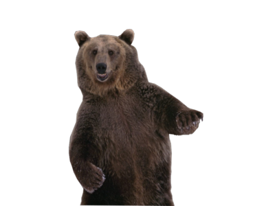 download bear png png image pngimg #21635