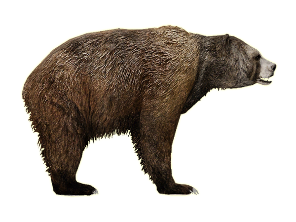 bear PNG transparent image download, size: 3364x2644px