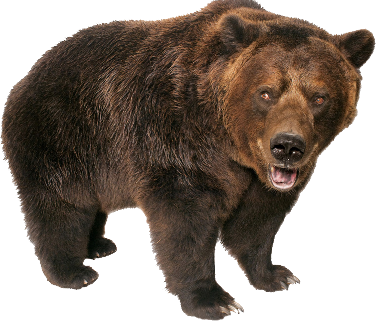 grizzly bear standing png image purepng #21656