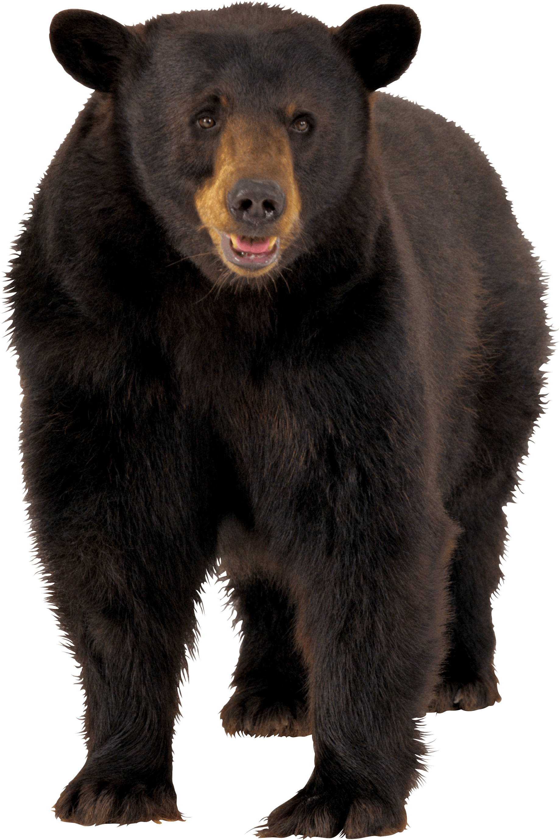 bear PNG transparent image download, size: 4000x3097px