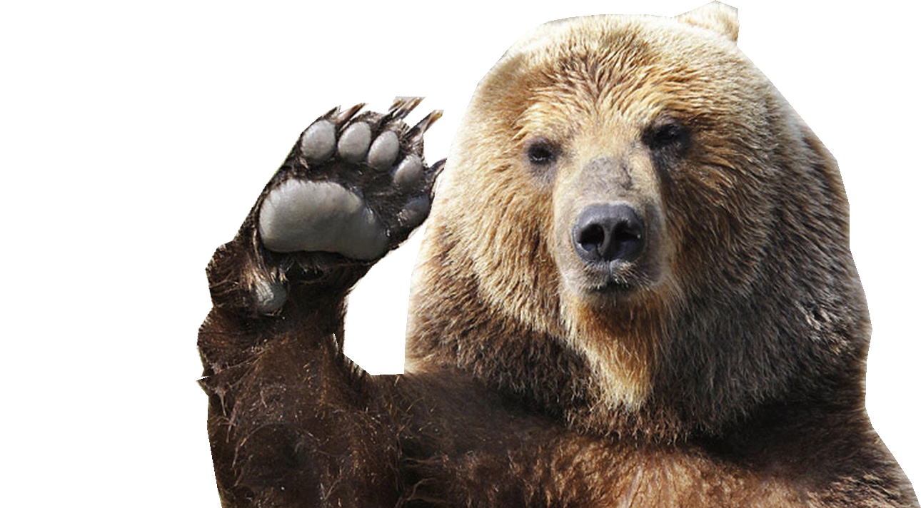 bear PNG transparent image download, size: 500x376px