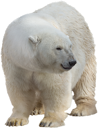 national polar bear day squizzes #21646