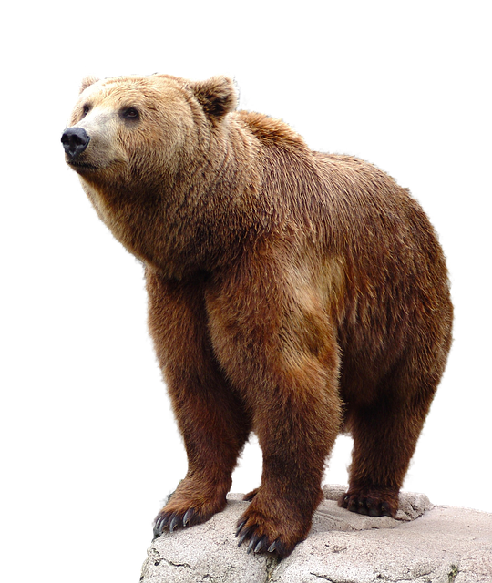 wild brown bear photo pixabay #21607