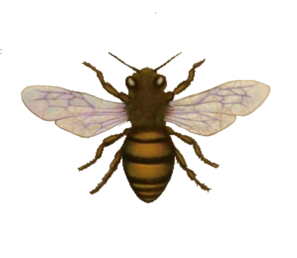 Bee