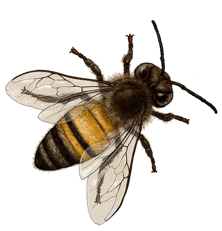 bee png transparent bee images pluspng #18965