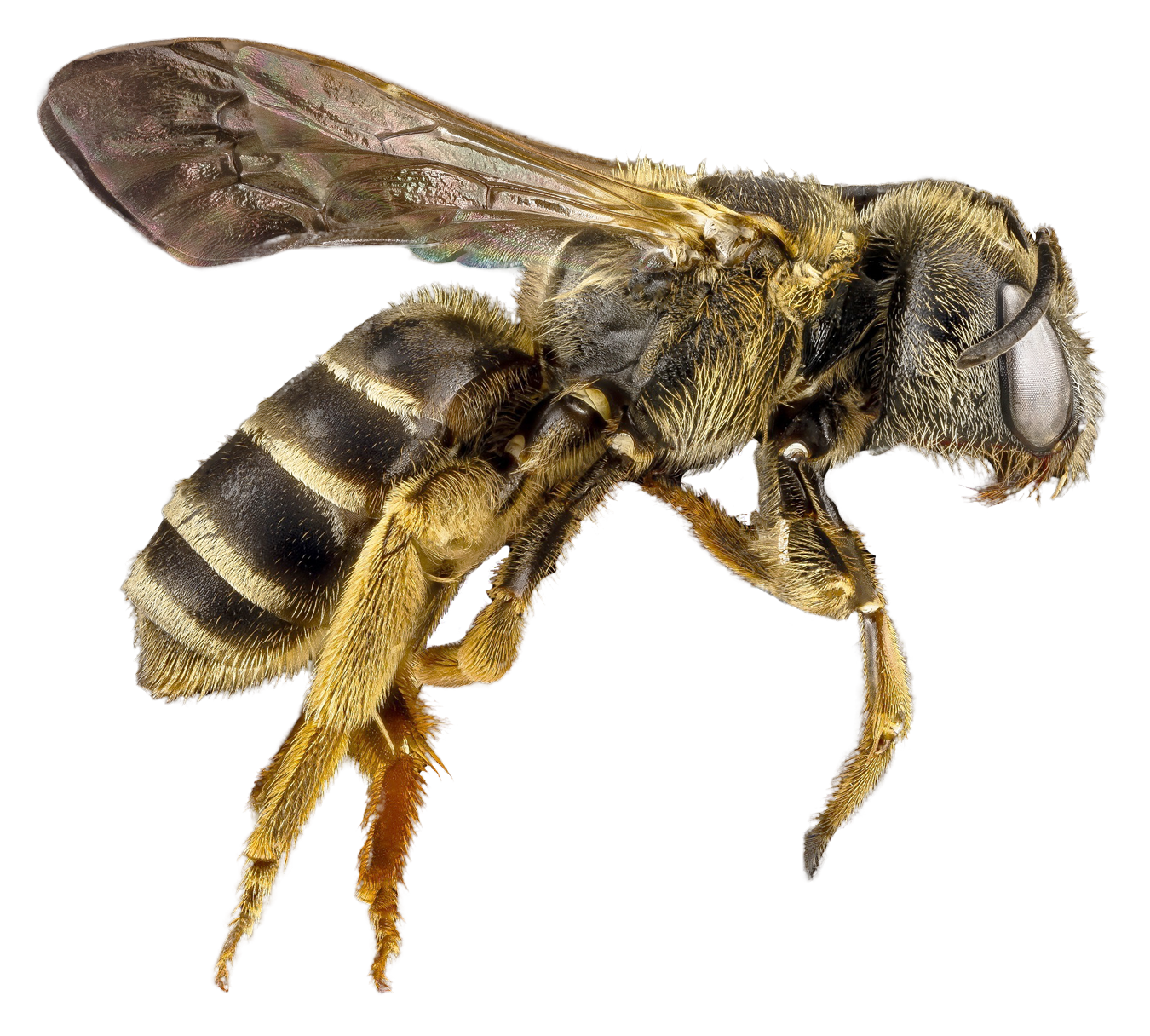 bee png transparent image pngpix #18937