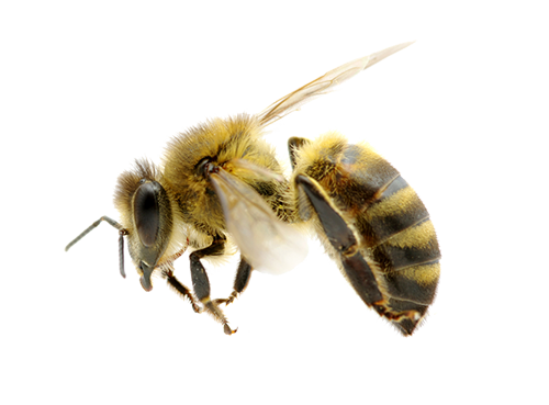 bee removal las vegas enviro guard pest control #18957