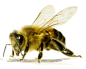 download bee png image png image pngimg #18968